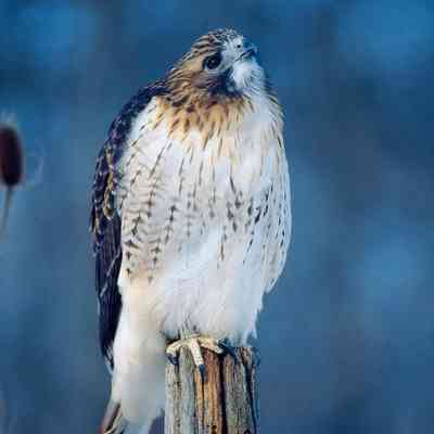 Red-Tailed Hawk