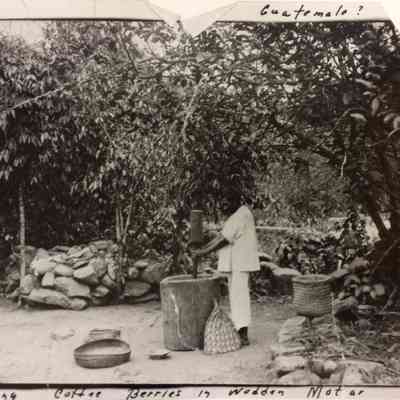 Pounding Coffee Berries in a wooden mortar