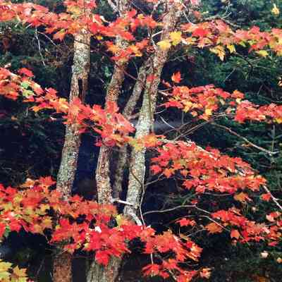 Maple Clump with Fall Color