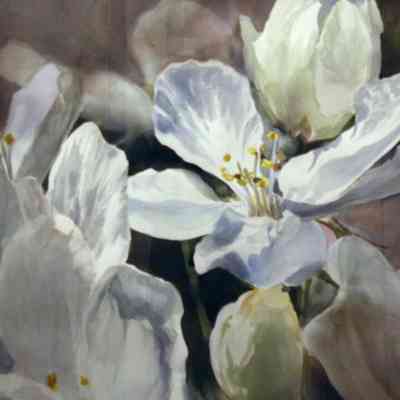 Apple Blossom