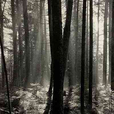 Trees - Bar Harbor, Maine