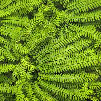 Untitled (Maidenhair Fern)