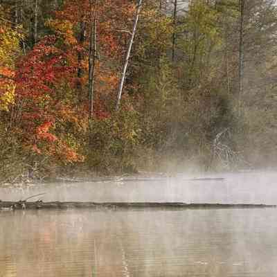 Untitled (Fog Rising from Pond in Fall)