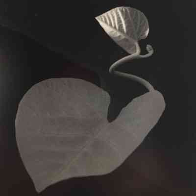 Two Leaves, Brewster NY