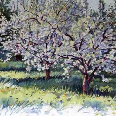 Cherry Tree Duet - Traverse City