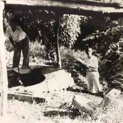 Ox-powered Sugar Mill c. 1925, Yauco, Puerto Rico.