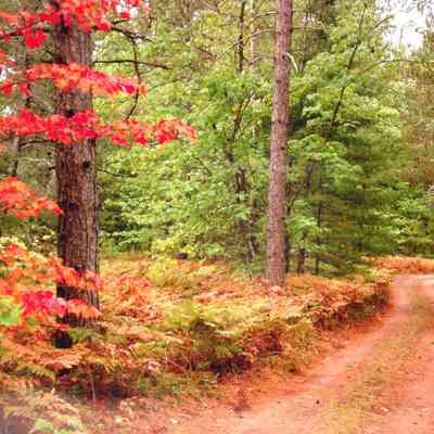 Dirt Road in Fall with Ferns and Maple