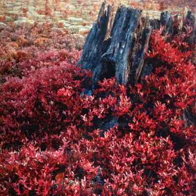 Stump