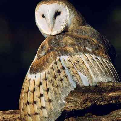 Barn Owl