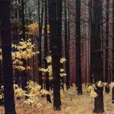 Young Sassafras in Red Pine Forest - Barry County