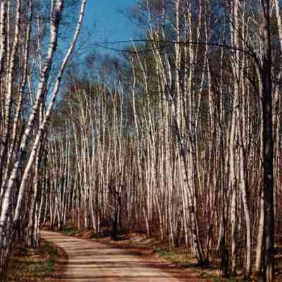 Birches with Dirt Road