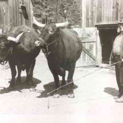 Oxen, Cooperstown New York