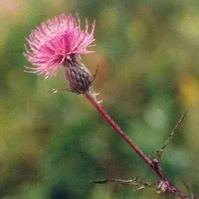 Bull Thistle