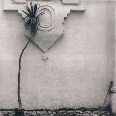 Palm Plant and Broom, San Cristobal de las Casas (from Old Mexico series)