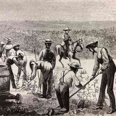 Hedge Gang Cultivating Corn in 1871