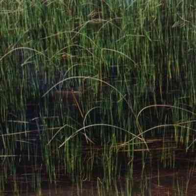 Reeds in Spring - Barry County