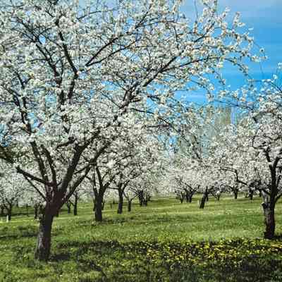 Untitled (Orchard in Spring)