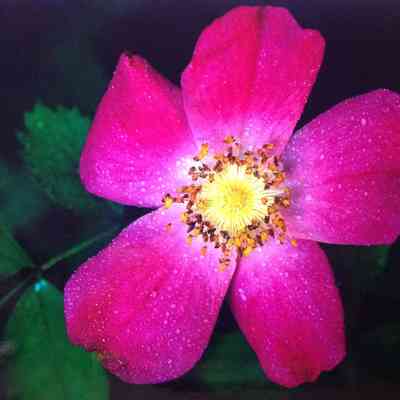 Swamp Rose, Emmet County