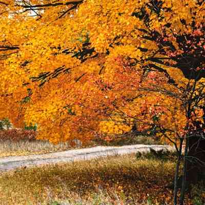 Untitled (Orange Maple near a dirt road)