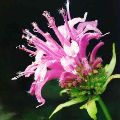 Wild Bergamot