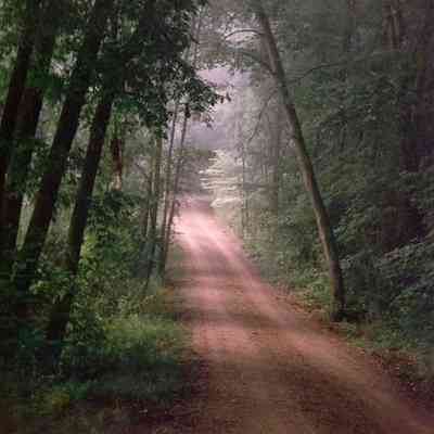 Forest Trail in Spring, Barry County