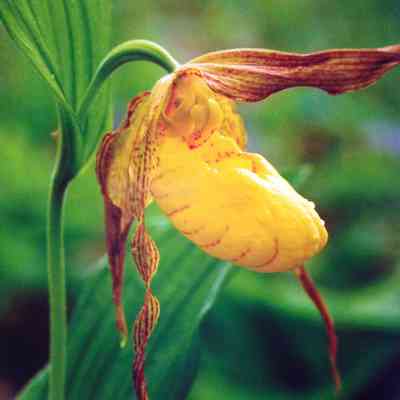 Yellow Lady's Slipper, Emmet County