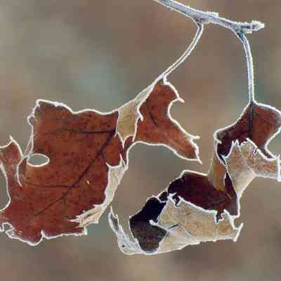 Frosty Leaves
