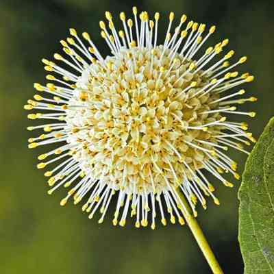Untitled (Buttonbush)