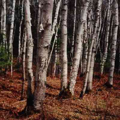 Birch Forest in Spring - Alger County