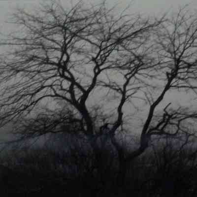 Trees in Fog - Rockport, Maine