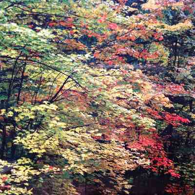 Maples with Fall Color