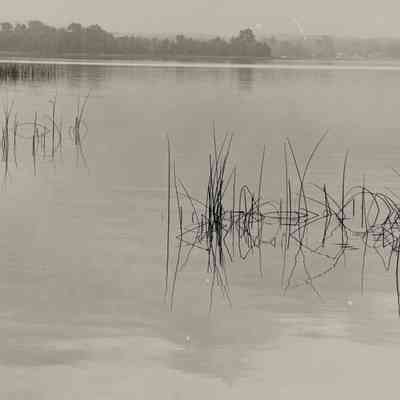 Reeds - Crooked Lake, Michigan