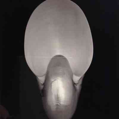Nautilus, After Edward Weston