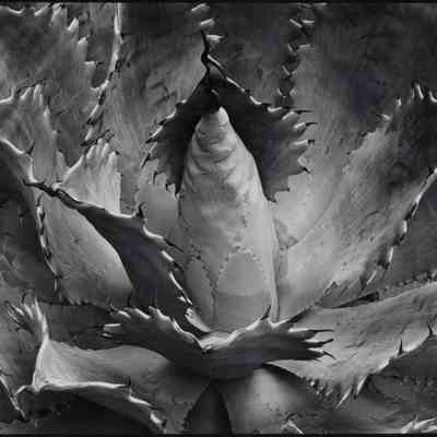 Succulent: Agave potatorum, Mill Valley, California