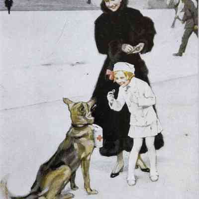 1916 – C	GERMAN SHEPHERD COLLECTS FOR RED CROSS