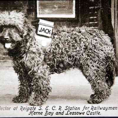 1900 – B	JACK, THE CHARITY / TITHE COLLECTING DOG AT REIGATE