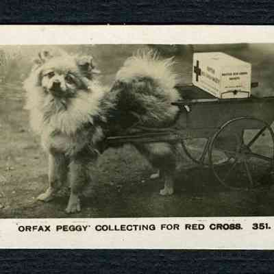 1884 – A	ORFAX PEGGY: THE COLLECTING DOG FOR THE RED CROSS