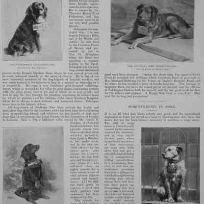 1898 – G	FAMOUS CHARITY / TITHE COLLECTING DOGS OF ENGLAND