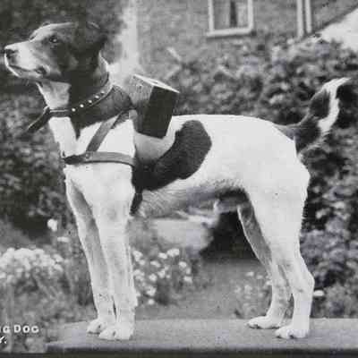 1892 – B	SPOT THE COLLECTING DOG AT BEXLEY