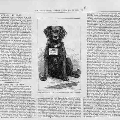 1883 - B: 2 CHARITY COLLECTING DOGS OF ENGLAND - Two