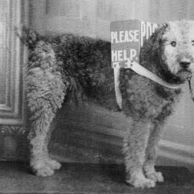 1899 – G PLEASE HELP: AN ENGLISH CHARITY COLLECTING DOG