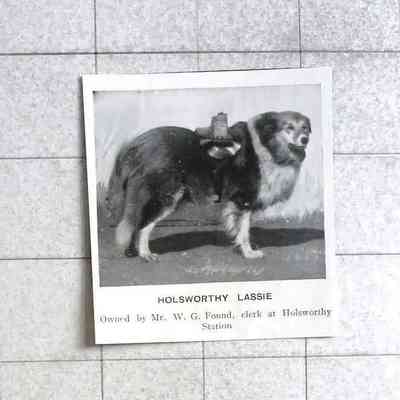 1905 – I	HOLSWORTHY LASSIE