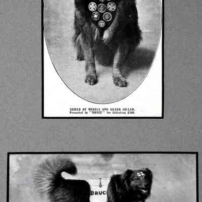 1902 - C BRUCE THE HOSPITAL CHARITY COLLECTING DOG