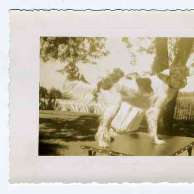 Photograph of a dog on a table