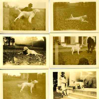 8 Photographs of a dog in various places and people