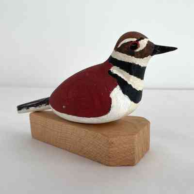 Killdeer