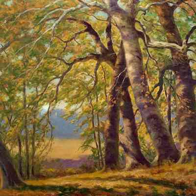 BEECH TREE SCENE