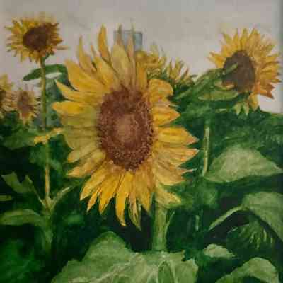 A Field of Sunflowers