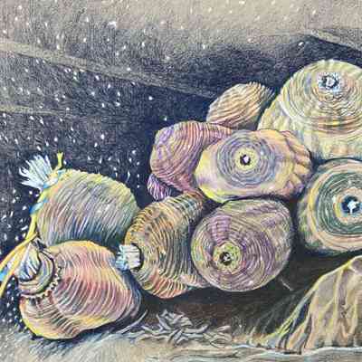 Unknown (Sea Anemone)