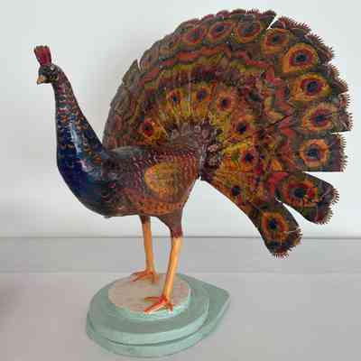 PEACOCK